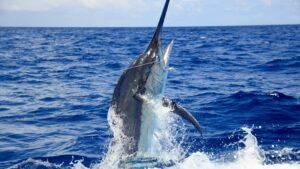 hawaii marlin season calendar the best time of day and months to fish