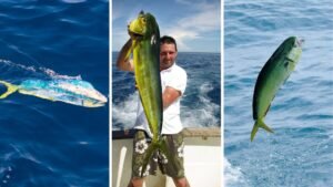 how to fish mahi mahi dorado dolphinfish