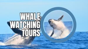 whale watching tours