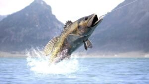 what to use for bass fishing